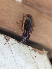 Agonum pallipes