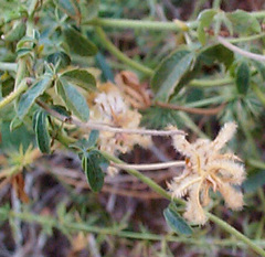 Dalechampia capensis