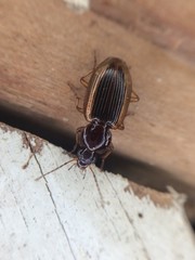 Agonum pallipes