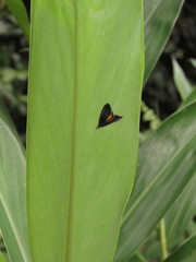 Semnia subauritalis