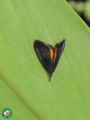 Semnia subauritalis