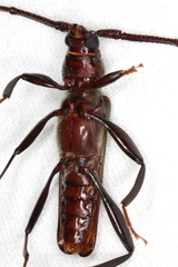 Xystrocera virescens