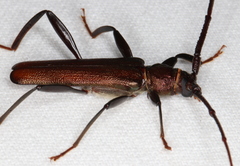 Xystrocera virescens