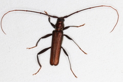 Xystrocera virescens