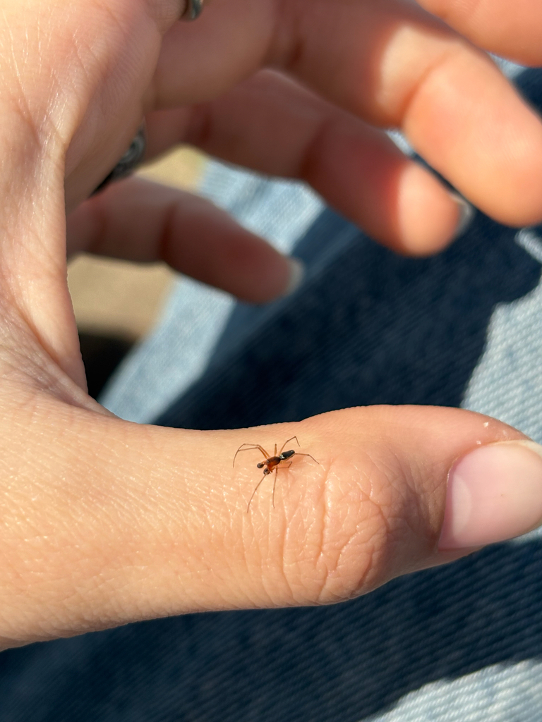 Notiohyphantes