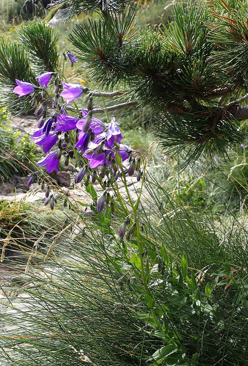 Campanilla
