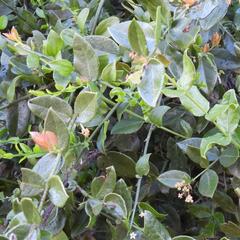 Rhoiacarpos capensis, photograph (c) Henry de Lange, some rights reserved (CC BY)