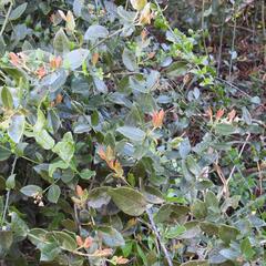 Rhoiacarpos capensis, photograph (c) Henry de Lange, some rights reserved (CC BY)