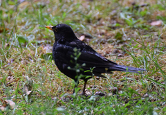 Turdus merula