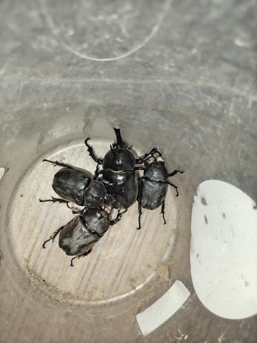 Japanese Rhinoceros Beetle