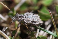 Sysciophthalmus bruchi