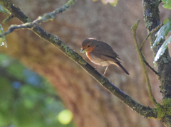 Erithacus rubecula