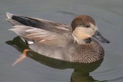 Anas platyrhynchos × Mareca strepera