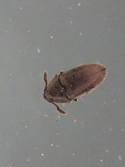 Trixagus chevrolati