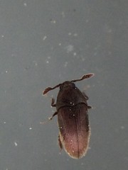 Trixagus chevrolati