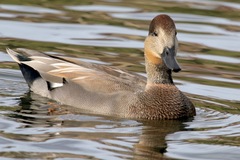 Anas platyrhynchos × Mareca strepera