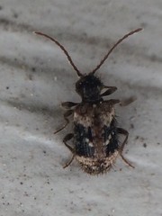 Ptinus texanus