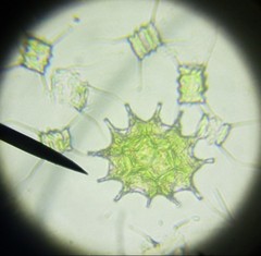 Pseudopediastrum boryanum