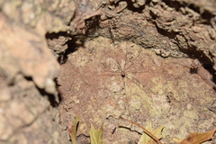 Leiobunum aldrichi