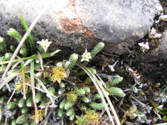 Kelleria