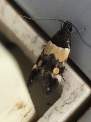 Triclonella determinatella