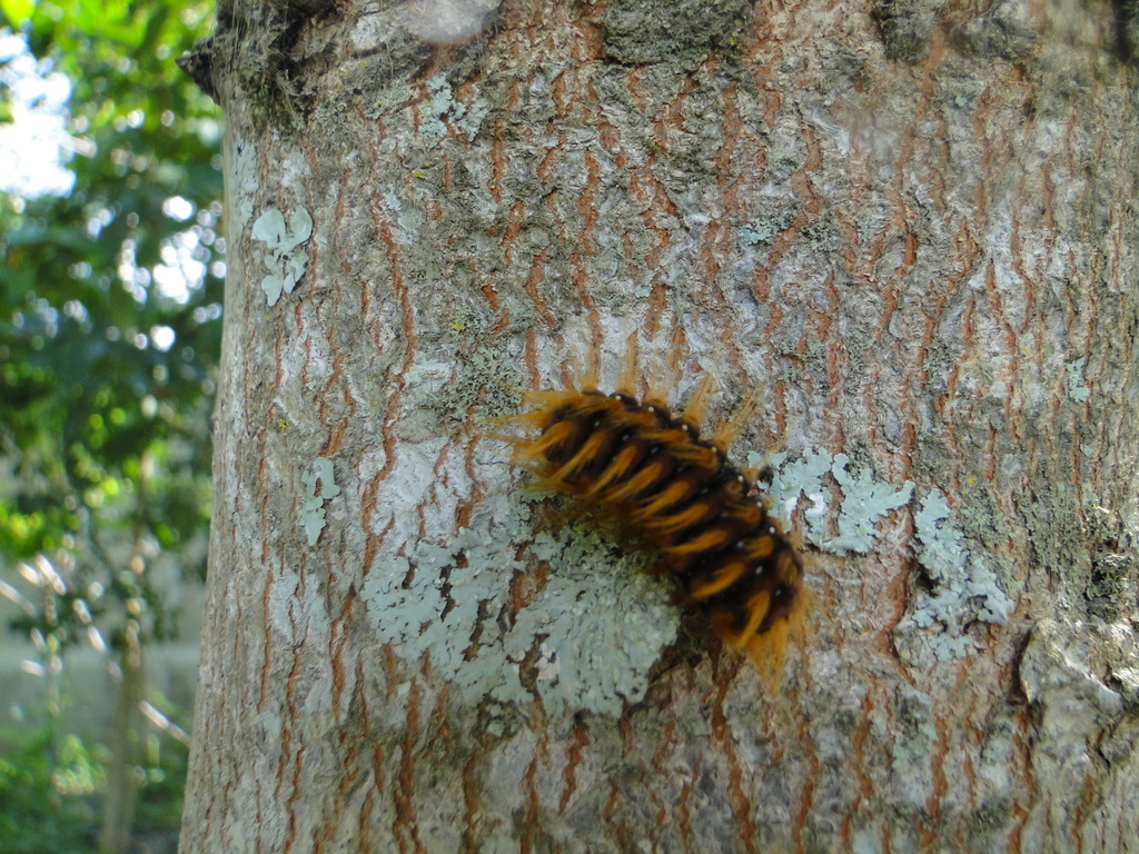 Norape nigrovenosa