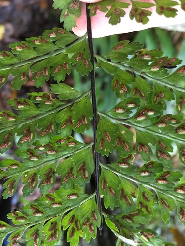 Dullgreen spleenwort (Asplenium radicans)
