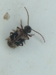 Ptinus texanus