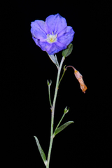 Evolvulus argyreus