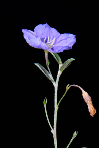 Evolvulus argyreus, photograph 2