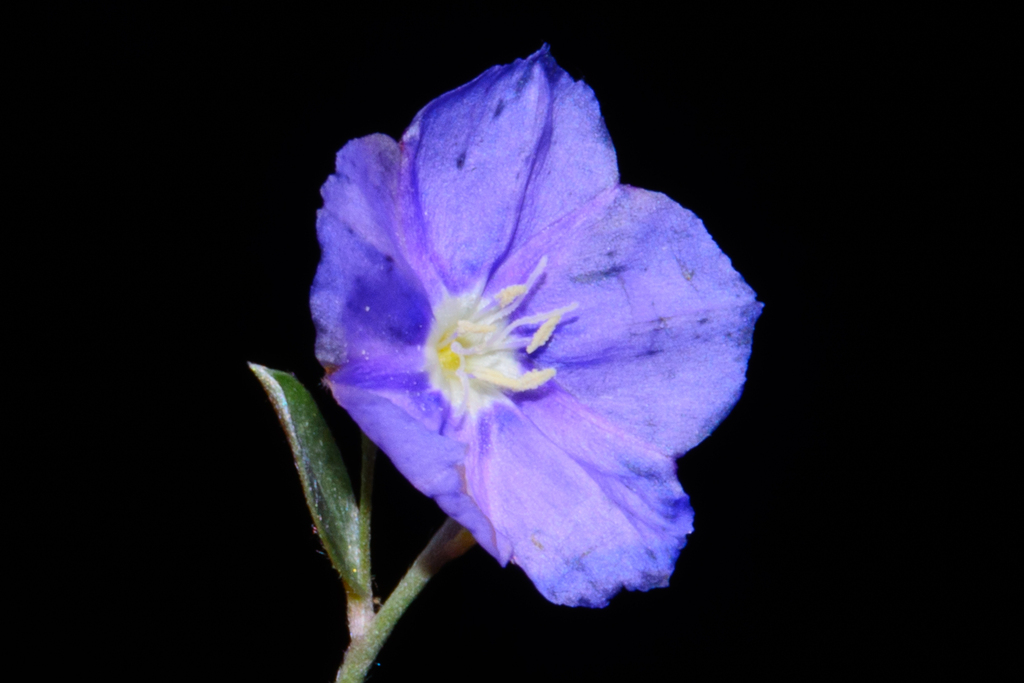 Evolvulus argyreus; photograph (c) Paúl Gonzáles, some rights reserved (CC BY)