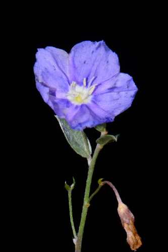 Evolvulus argyreus, photograph 3