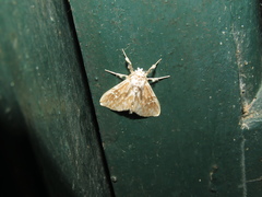Thagona errans