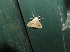 Thagona errans