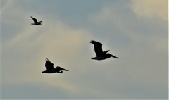 Pelecanus occidentalis californicus