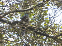 Pharomachrus fulgidus