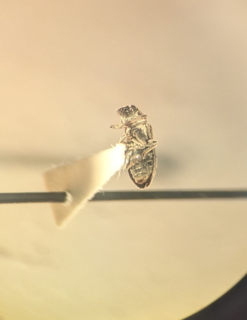 Sydatopsis