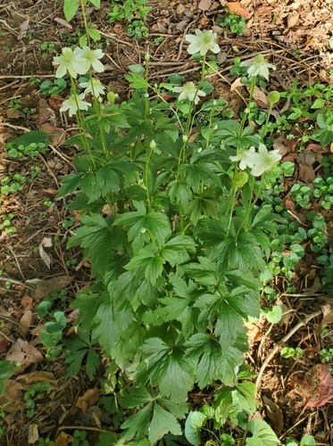 Tall anemone (Anemone virginiana)