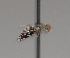 Euaresta bellula