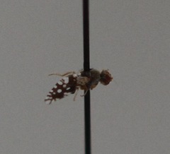 Euaresta bellula