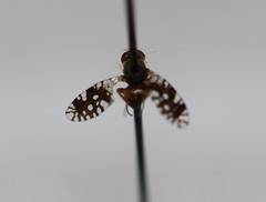 Euaresta bellula