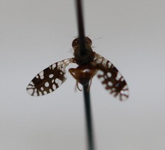 Euaresta bellula