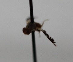 Euaresta bellula