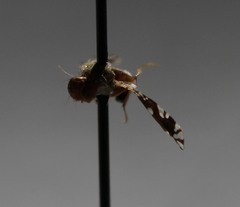 Euaresta bellula
