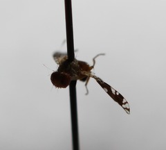 Euaresta bellula