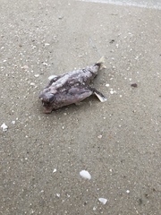 Ogcocephalus