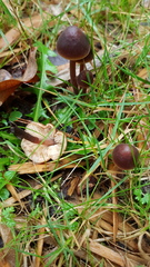 Macrocystidia cucumis