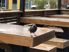 Sturnus vulgaris