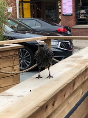 Sturnus vulgaris