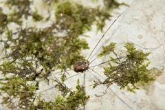 Leiobunum aldrichi